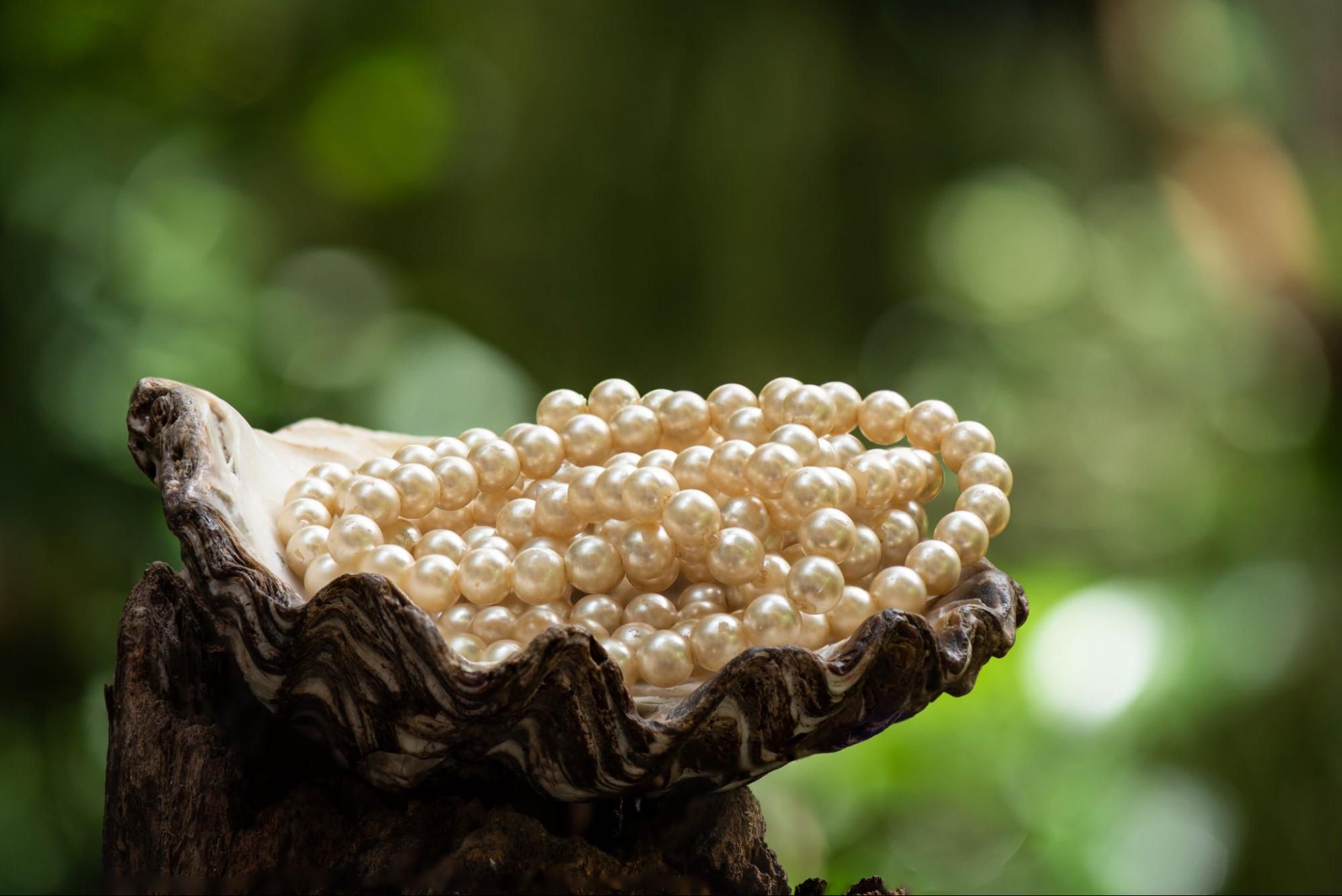 White pearls in oyster sitting on top of tree stump with blurred background